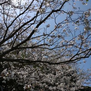 サクラ,青空,春の訪れ,春の庭,春の空の画像