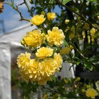 モッコウバラ,モッコウバラ,モッコウバラ,黄モッコウバラ,黄モッコウバラの画像