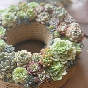 多肉植物,多肉寄せ植え,多肉植物リース,多肉植物のある暮らし,庭の画像