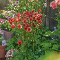 ラナンキュラス,ラナンキュラスラックス,ラナンキュラスラックス　ハデスの画像