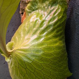 ビカクシダ　ホーンズサプライズ,ビカクシダ　ホーンズサプライズ,観葉植物,成長記録,緑のある暮らしの画像