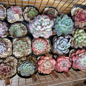 レッドブル,マルセル,ロンリーハート,ガーベラー,ジュディの画像