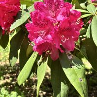 シャクナゲ,かすみ草,藤の花,職場,植物のある暮らしの画像