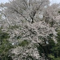 春の花,さくら サクラ 桜,さくら サクラ 桜,れんげ畑,レンゲソウ(蓮華草）の画像