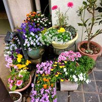 ナデシコ,プリムラ,ラナンキュラス,スイートアリッサム ,プリムラマラコイデスの画像