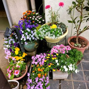 ナデシコ,プリムラ,ラナンキュラス,スイートアリッサム ,プリムラマラコイデスの画像