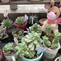 ベランダー,多肉女子,GS植物うちなーぐち会,まつぴよさんｿｯｸｽﾌｧﾐﾘｰ♥️,元気に育ててますよの画像