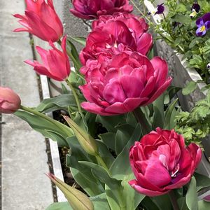 チューリップ,チューリップ,チューリップ,チューリップ,ネコ好きの画像