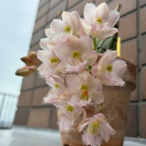 ピンクルルビー,ピンクルルビー,タキタス キングスター,Cl.Rebecca Northen ‘Mikkabi’,Cl.Rebecca Northen ‘Mikkabi’の画像