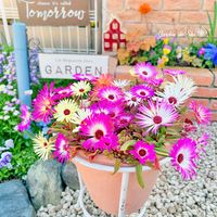 アリッサム,デージー,ムスカリ,パンジー,多肉植物の寄植えの画像