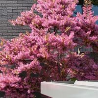 シバザクラ,フレンチラベンダー,ベニバナトキワマンサクの画像