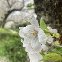 サクラ,さくら サクラ 桜,癒し,花のある暮らし,みんな負けないで！の画像
