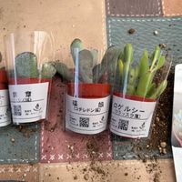 ワテルメイエリー,ロゲルシー,万宝,福娘,天錦章の画像