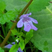 カキドオシ,山野草,野草,野の花,スマホ撮影の画像