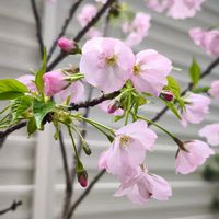 サクラ,鉢植え,花のある暮らし,緑のある暮らし,ピンク色の花の画像