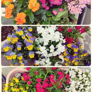 ナデシコ,寄せ植え色々,✨今日のお花✨,可憐,ビオラ・パンジーの画像