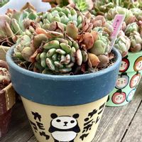 ベリー,ルエラ,七福美尼（しちふくびに）,ホーニー,イースターの画像