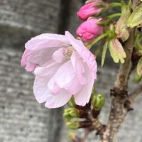 サクラ,旭山桜,一才桜 旭山,鉢植え,ネコ好きの画像
