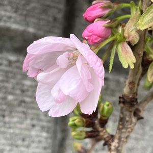 サクラ,旭山桜,一才桜 旭山,鉢植え,ネコ好きの画像