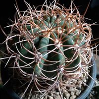 デンモザ 茜丸,デンモザ 茜丸,珍奇植物,グランカクタス,植中毒の画像