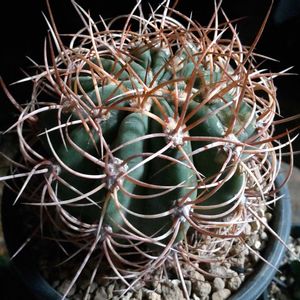 デンモザ 茜丸,デンモザ 茜丸,珍奇植物,グランカクタス,植中毒の画像