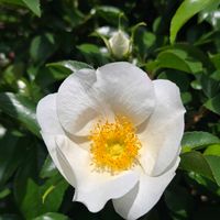 ナニワイバラ,ナニワイバラ,ナニワイバラ,ハナビシソウ,つぼみ！！の画像