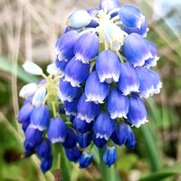 チューリップ,ムスカリ,オステオスペルマム,葉っぱ好き,元気もらえるの画像