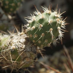 ハオルチア,多肉植物,観葉植物,塊根植物,サボテン科の画像