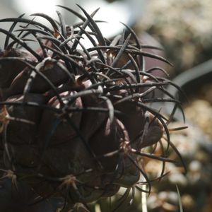 ハオルチア,多肉植物,観葉植物,塊根植物,サボテン科の画像