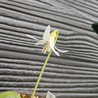 カタクリ,カタクリ,球根植物,山野草,庭の画像