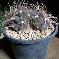 守金魔天竜,守金魔天竜,ギムノカリキウム 守金魔天竜,ギムノカリキウム属,珍奇植物の画像