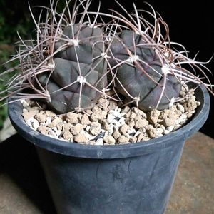 守金魔天竜,守金魔天竜,ギムノカリキウム 守金魔天竜,ギムノカリキウム属,珍奇植物の画像