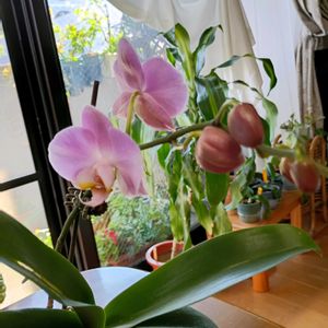 胡蝶蘭,GS皆様ありがとう,花友さんありがとう,しあわせ運べるように,人に優しくの画像