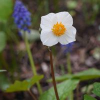 シラユキゲシ,山野草,春がきた♪,我が家の花,山野草大好きの画像