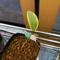 カタクリ,カタクリ,球根植物,山野草の画像