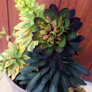 ユーフォルビア・ゴールデンレインボー,ユーフォルビア ブラックバード,観葉植物,ユーフォルビア,葉っぱの画像