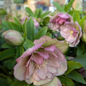 クリスマスローズ,地植え,多年草,花壇の花,大好きな花の画像