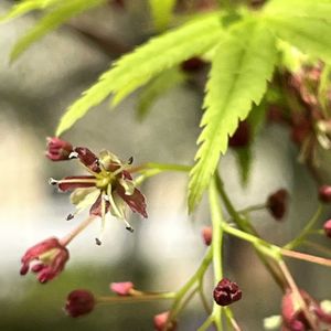 イロハモミジ,京都府庁旧本館,はるか桜の画像