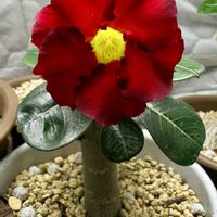 アデニウム,その他部屋の画像