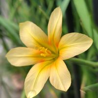 チューリップ,ホメリア,シラー　カンパニュラータ,猫と植物と暮らす,春を感じて…♬の画像