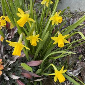 ミニ水仙,成長記録,小さな庭の画像