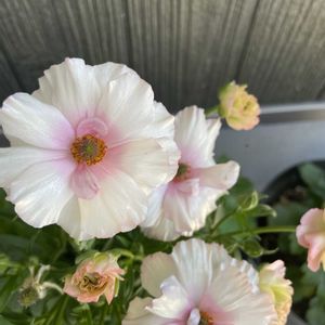 ラナンキュラス　ラックス,植物大好き,ガーデニング初心者,今の庭の画像