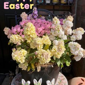 可愛い〜♡,季節の花,咲きました,おきにいり,イースターの画像