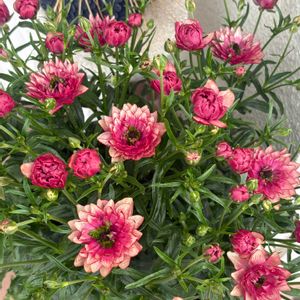 ランドセルシリーズソルトムーンあずき,鉢植え,ラナンキュラスランドセルの画像