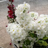 サクラソウ,サクラソウ,ガーデンシクラメン,黄モッコウバラ,ガクアジサイの画像