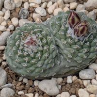 サボテン,エケベリア,紅彩ロリカ,ストロンボカクタス・菊水,多肉植物の画像