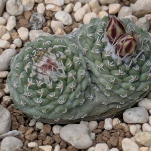 サボテン,エケベリア,紅彩ロリカ,ストロンボカクタス・菊水,多肉植物の画像