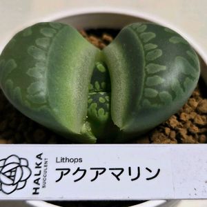 リトープス,アクアマリン,多肉植物,リトープス属,初購入の画像