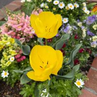 キジムシロ,チューリップ,宿根アリッサム,花散歩,キュンキュン乙女倶楽部の画像