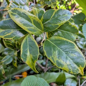 鉢植え,裏庭の画像